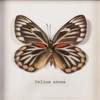 Thirty-One Framed Lepidopterological Specimens