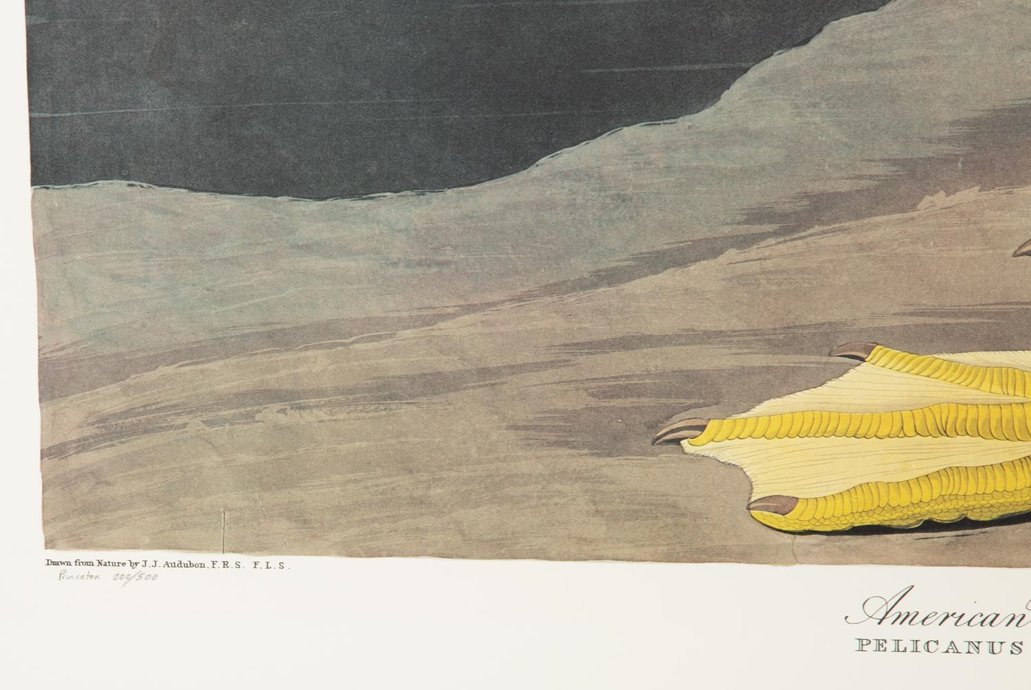 American White Pelican, Plate CCCXI , Later Printing