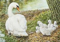 Whistling Swans , 1991