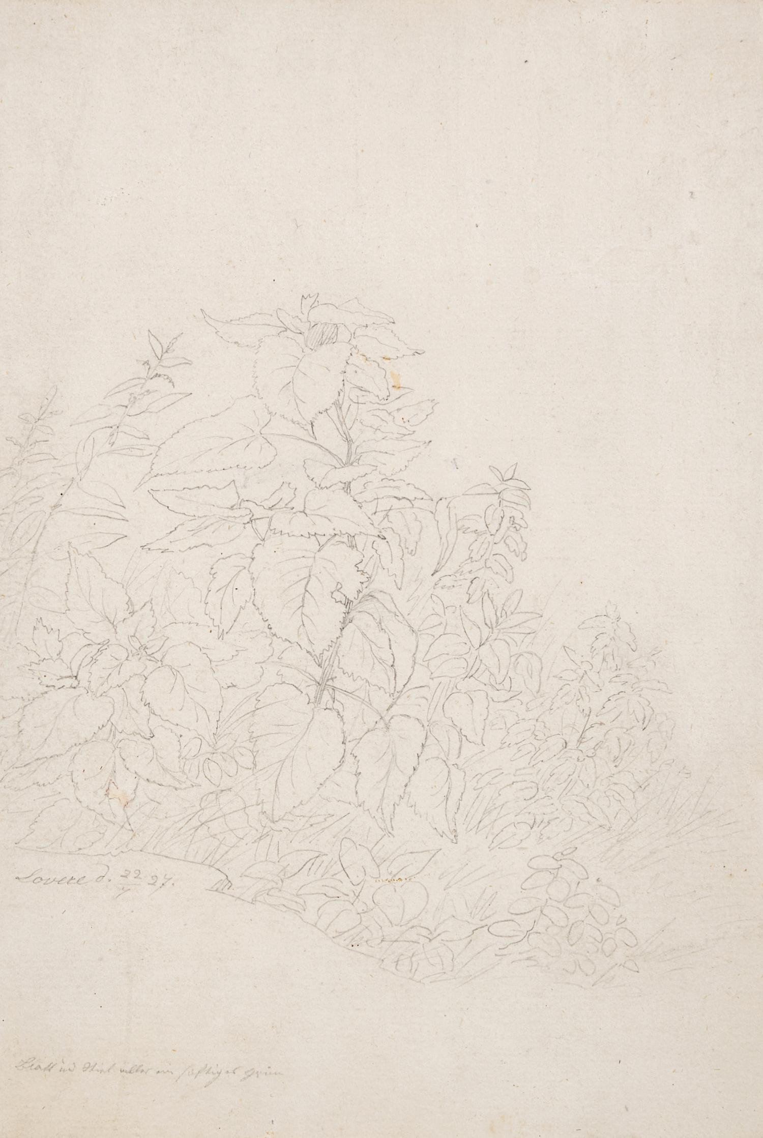 Plant Study in Lovere, 1827