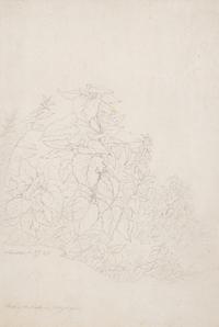 Plant Study in Lovere, 1827