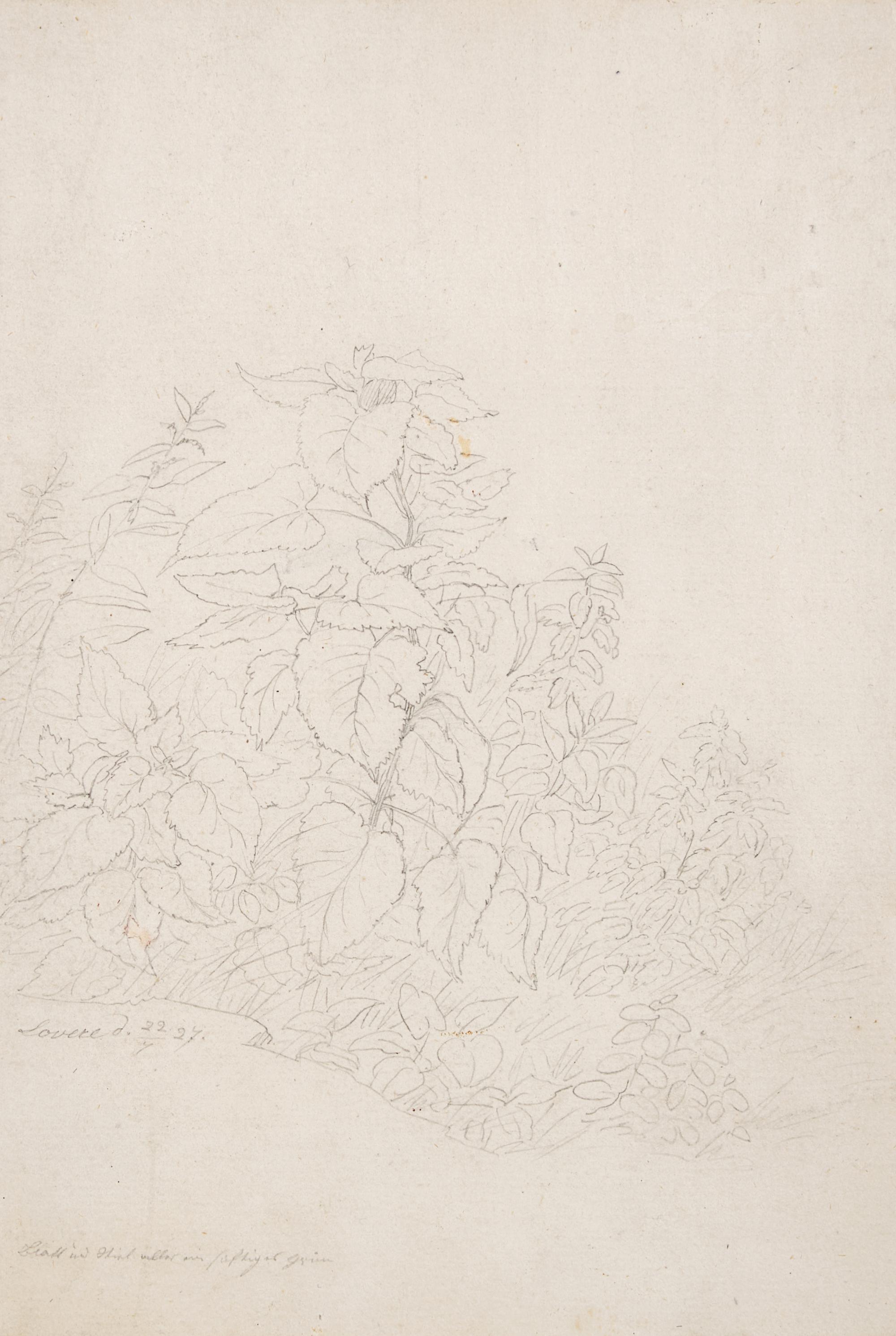 Plant Study in Lovere, 1827