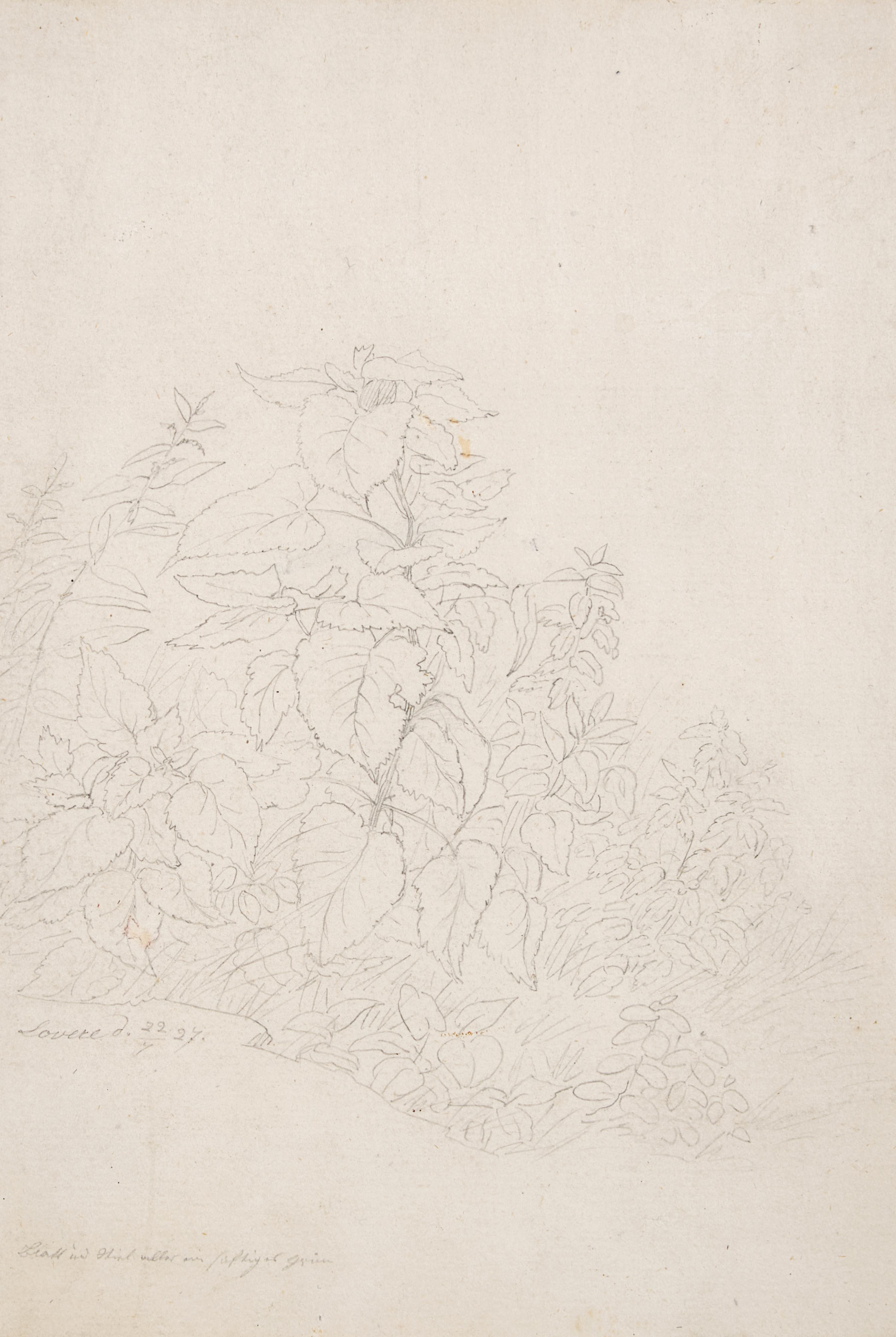 Plant Study in Lovere, 1827