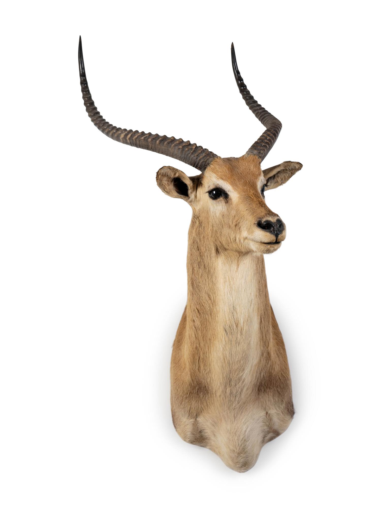 A Shoulder Mount Taxidermy Lechwe