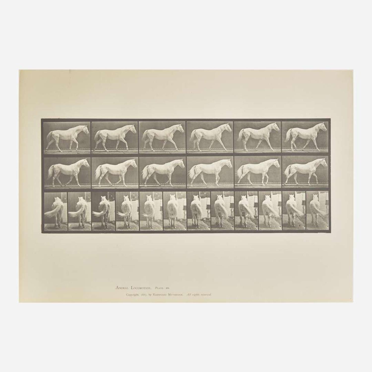 [Photography] Muybridge, Eadweard Collection of 111 Plates from "Animal Locomotion. An Electro-Photographic Investigation of Consecutive Phases of Animal Movements. 1872-1885"