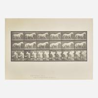 [Photography] Muybridge, Eadweard Collection of 111 Plates from "Animal Locomotion. An Electro-Photographic Investigation of Consecutive Phases of Animal Movements. 1872-1885"