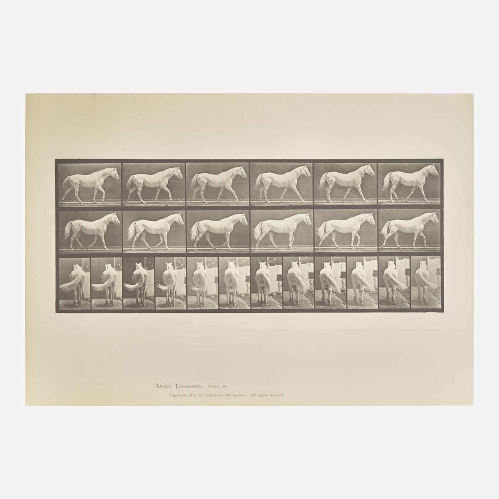 [Photography] Muybridge, Eadweard Collection of 111 Plates from "Animal Locomotion. An Electro-Photographic Investigation of Consecutive Phases of Animal Movements. 1872-1885"