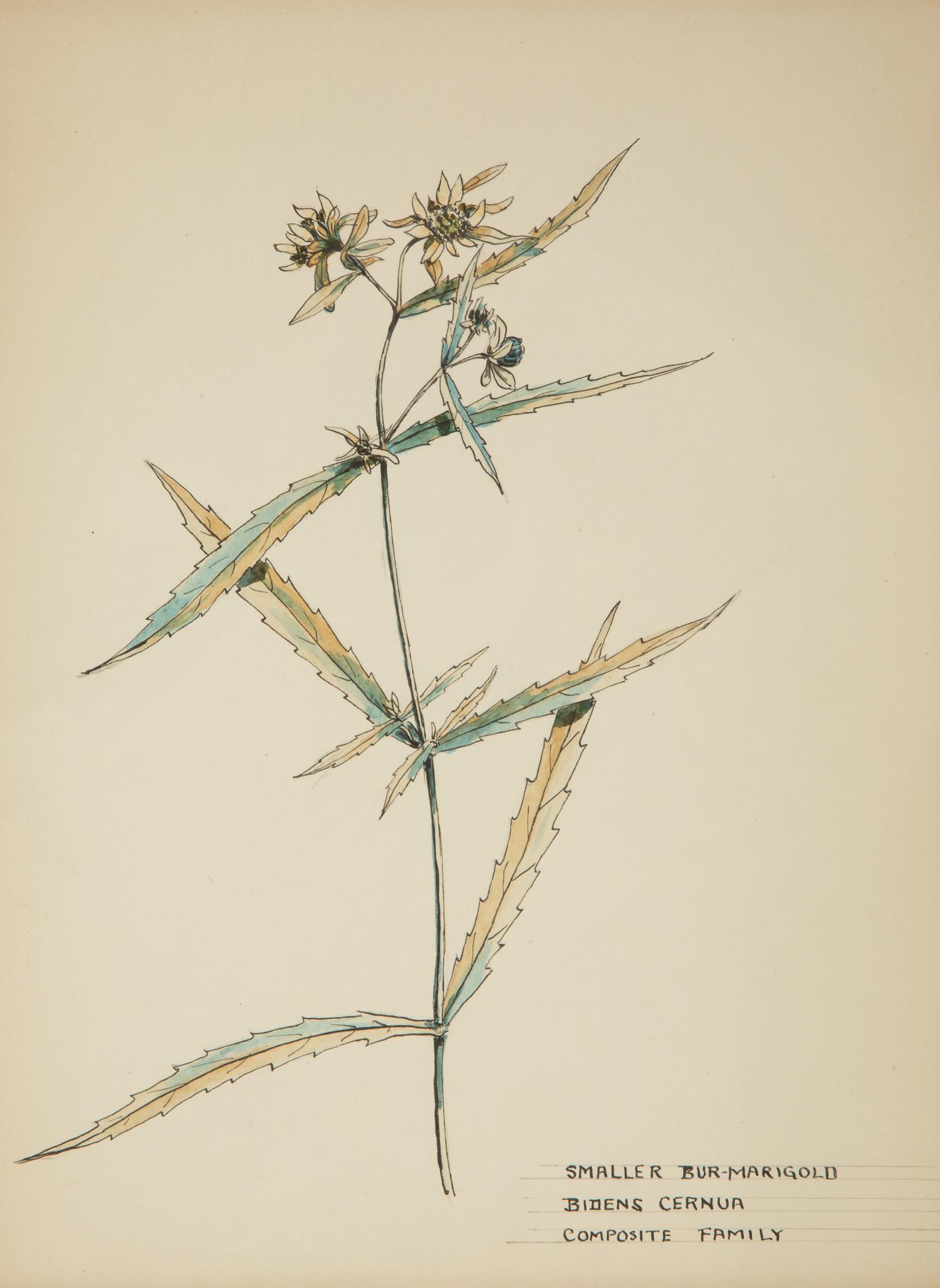 Eighteen Botanical Watercolors