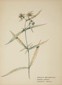 Eighteen Botanical Watercolors
