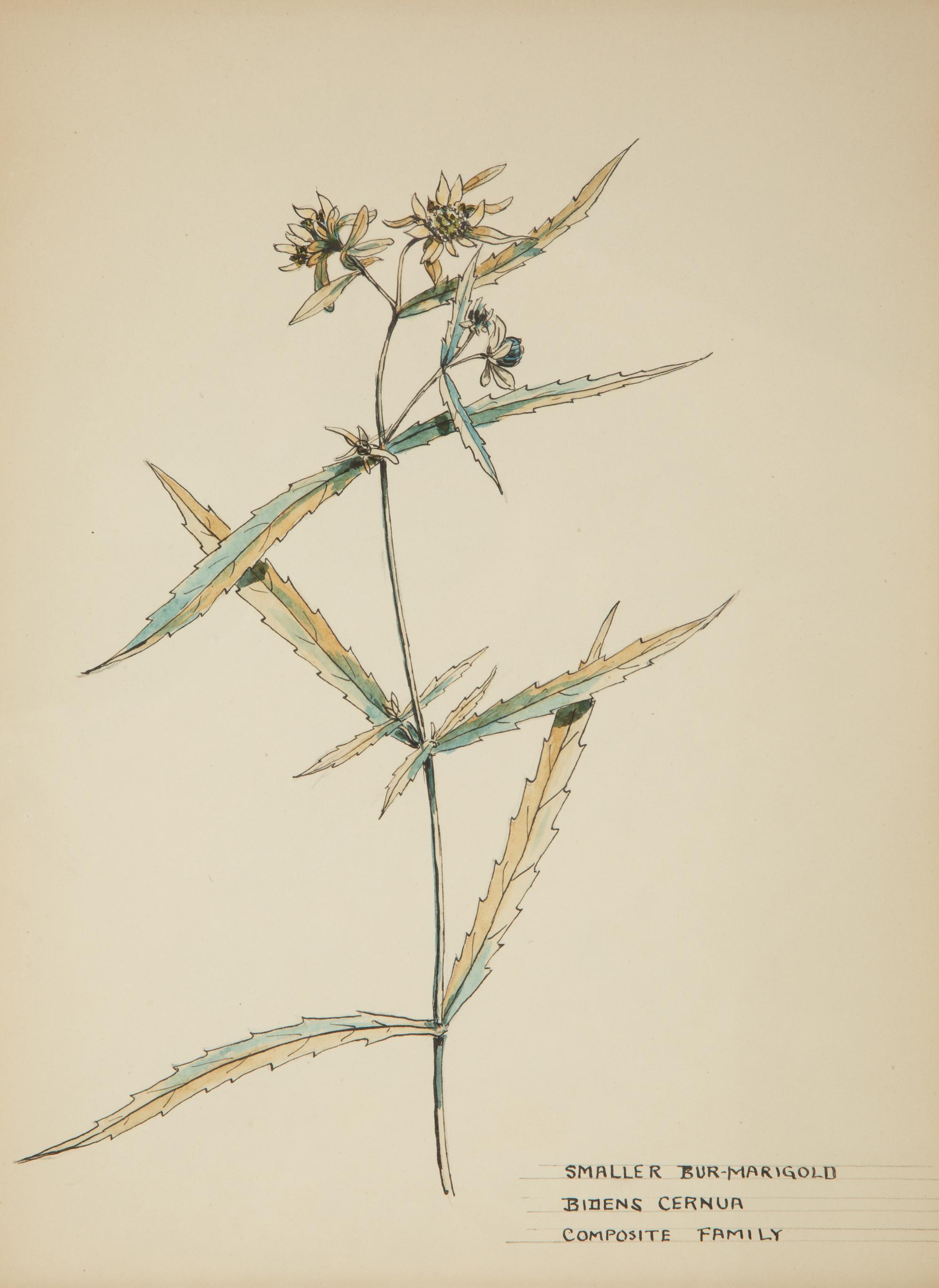 Eighteen Botanical Watercolors