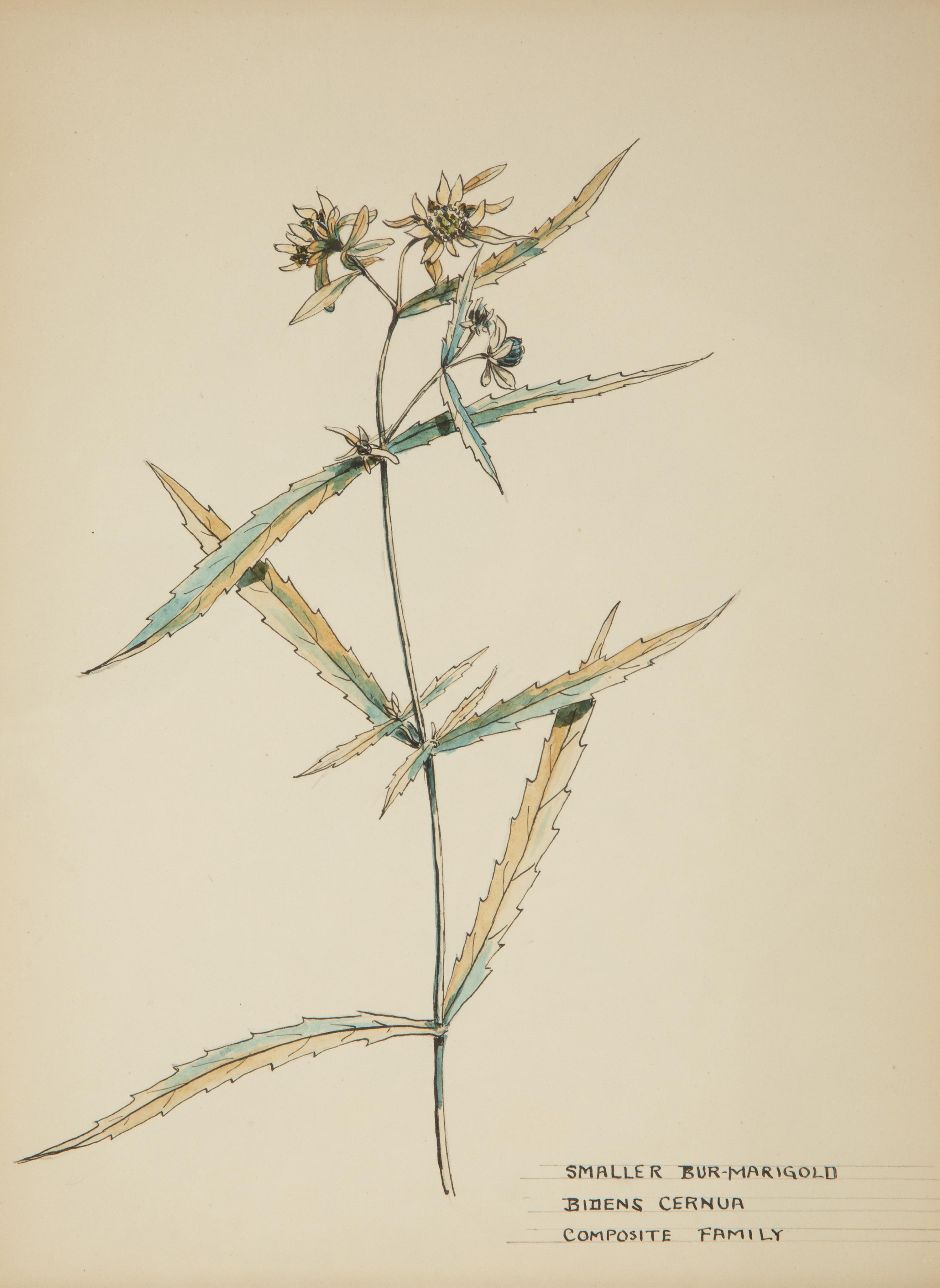 Eighteen Botanical Watercolors