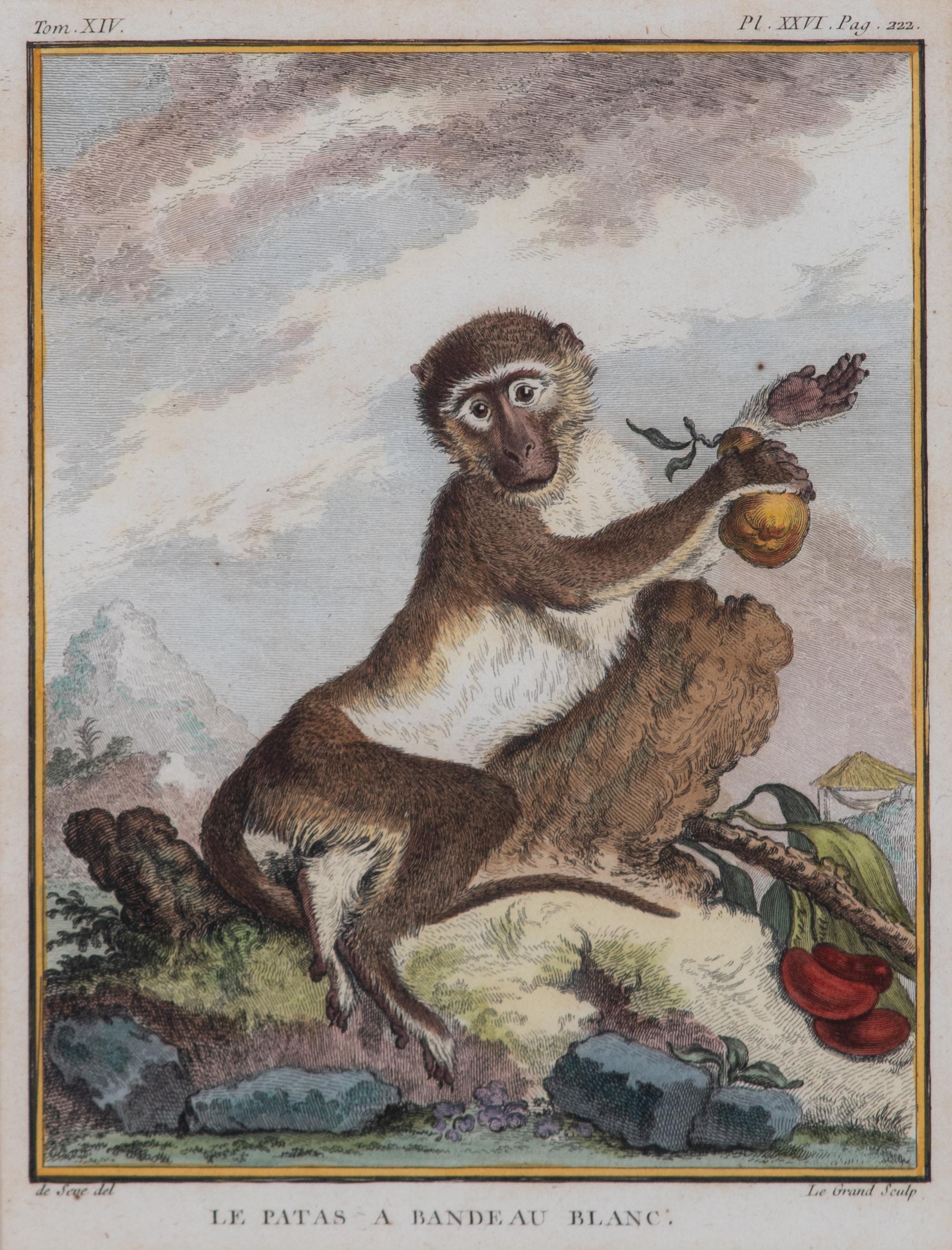 A Set of Five Hand-Colored Monkey Engravings