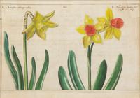 A Set of Four Dutch Botanicals from Crispin de Passe's Hortus Floridus — HOLLAND, CIRCA 1614