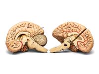 A Painted Plaster Brain Section Model