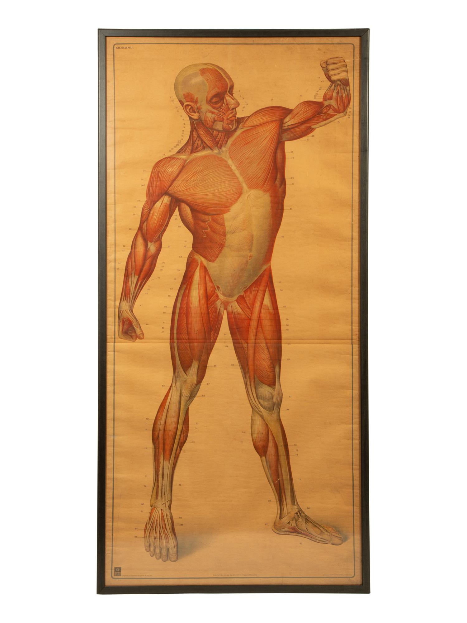 A Pair of German Large Medical Study Prints: Original Deutches Hygiene Museum — CC Meinhold & Sohne, Dresden