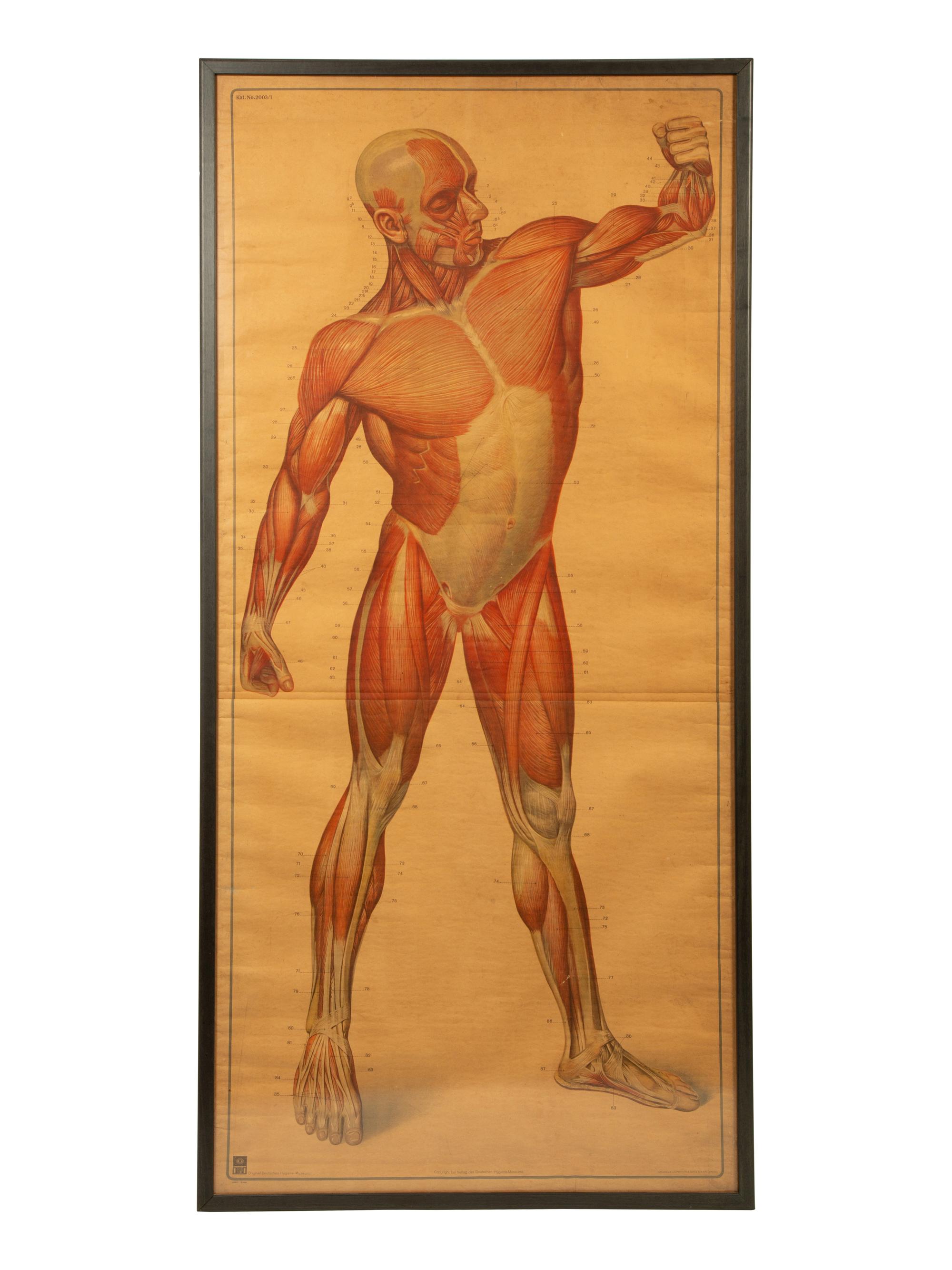 A Pair of German Large Medical Study Prints: Original Deutches Hygiene Museum — CC Meinhold & Sohne, Dresden