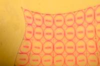 Red Nickel, a Stretched Rubber Grid #4