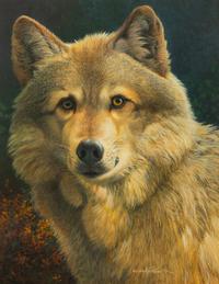 Eastern Timberwolf Portrait , 2001