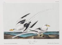 Audubon, John James, after Each approximately: 10 1/2 x 6 3/4 inches.