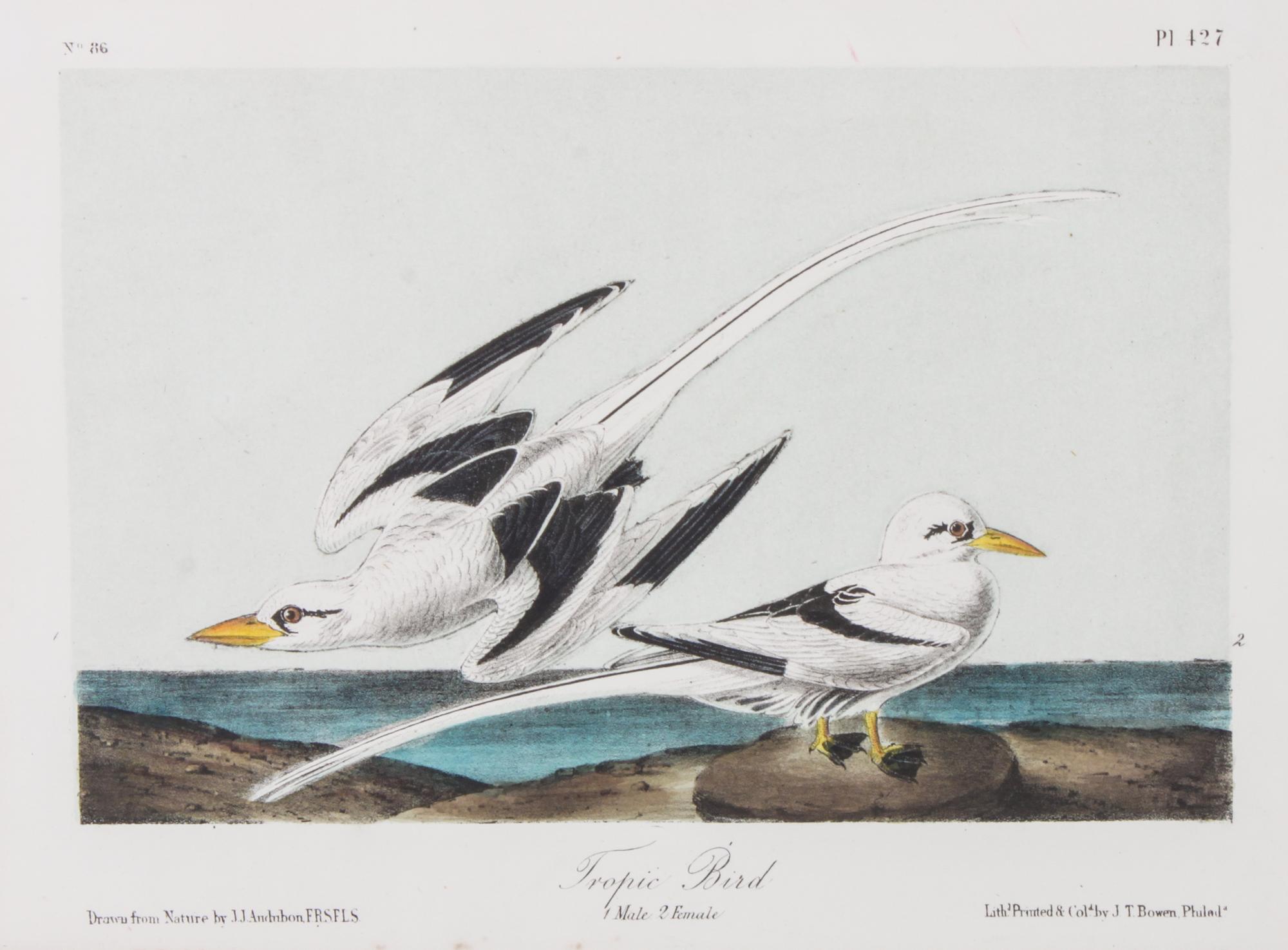 Audubon, John James, after Each approximately: 10 1/2 x 6 3/4 inches.
