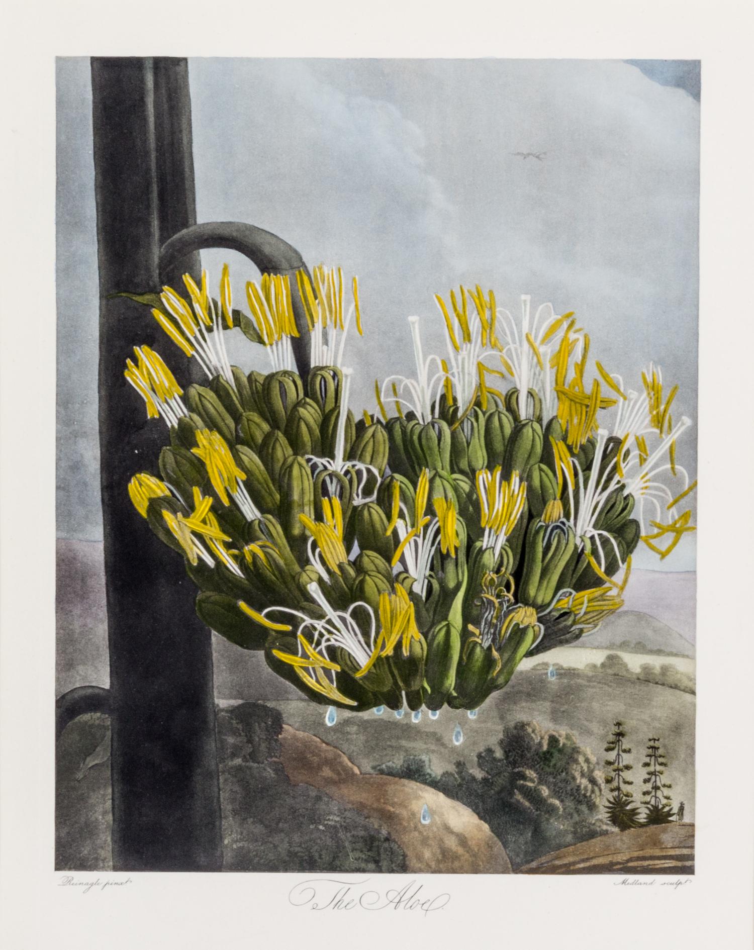 THORNTON, ROBERT, SIR. A group of eight color lithographs from the Temple of Flora, facsimile edition, circa 1951.