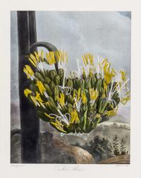 THORNTON, ROBERT, SIR. A group of eight color lithographs from the Temple of Flora, facsimile edition, circa 1951.