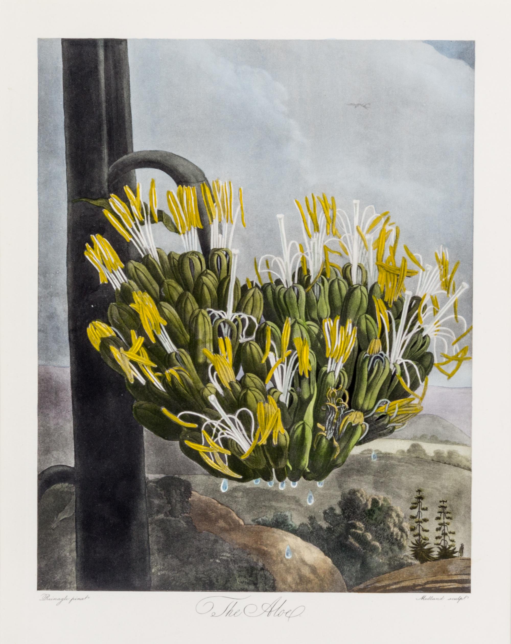 THORNTON, ROBERT, SIR. A group of eight color lithographs from the Temple of Flora, facsimile edition, circa 1951.