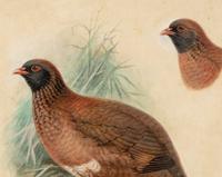 A Study of a Partridge