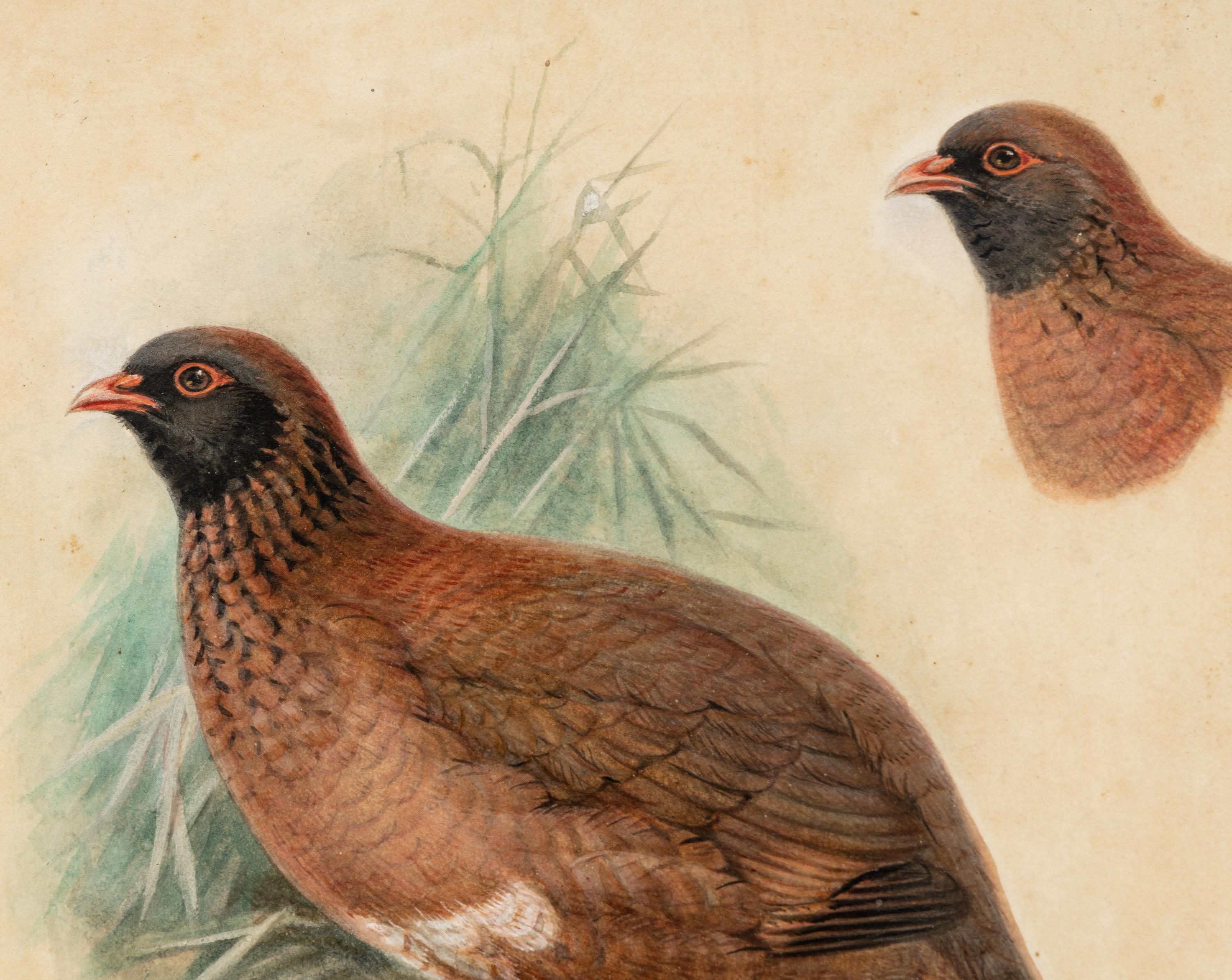 A Study of a Partridge