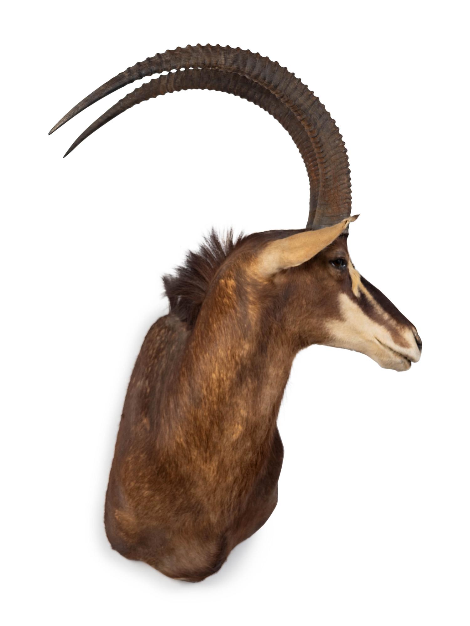 A Shoulder Mount Taxidermy Sable Antelope