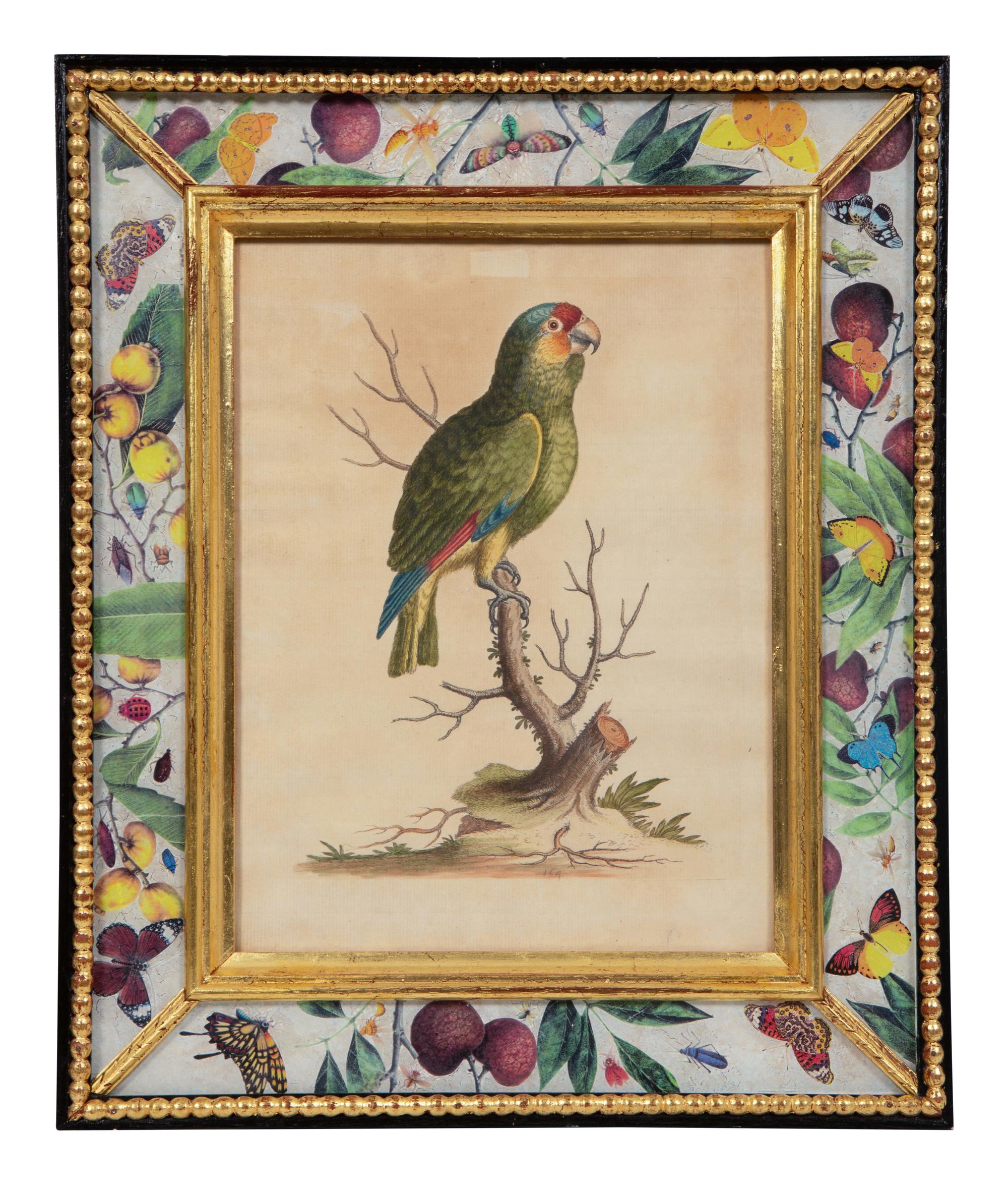 A Set of Twelve Hand-Colored Engravings of Parrots from A Natural History of Uncommon Birds by George Edwards (English, 1694-1773)
