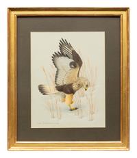 Group of Nine Works, American Bird Series, 1988
