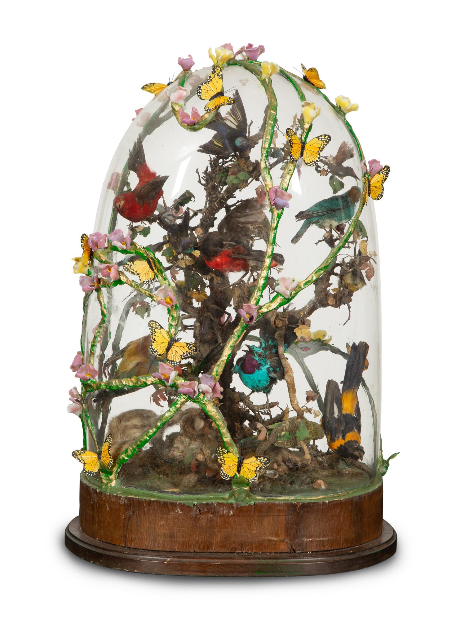 A Victorian Taxidermy Bird Diorama