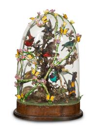 A Victorian Taxidermy Bird Diorama