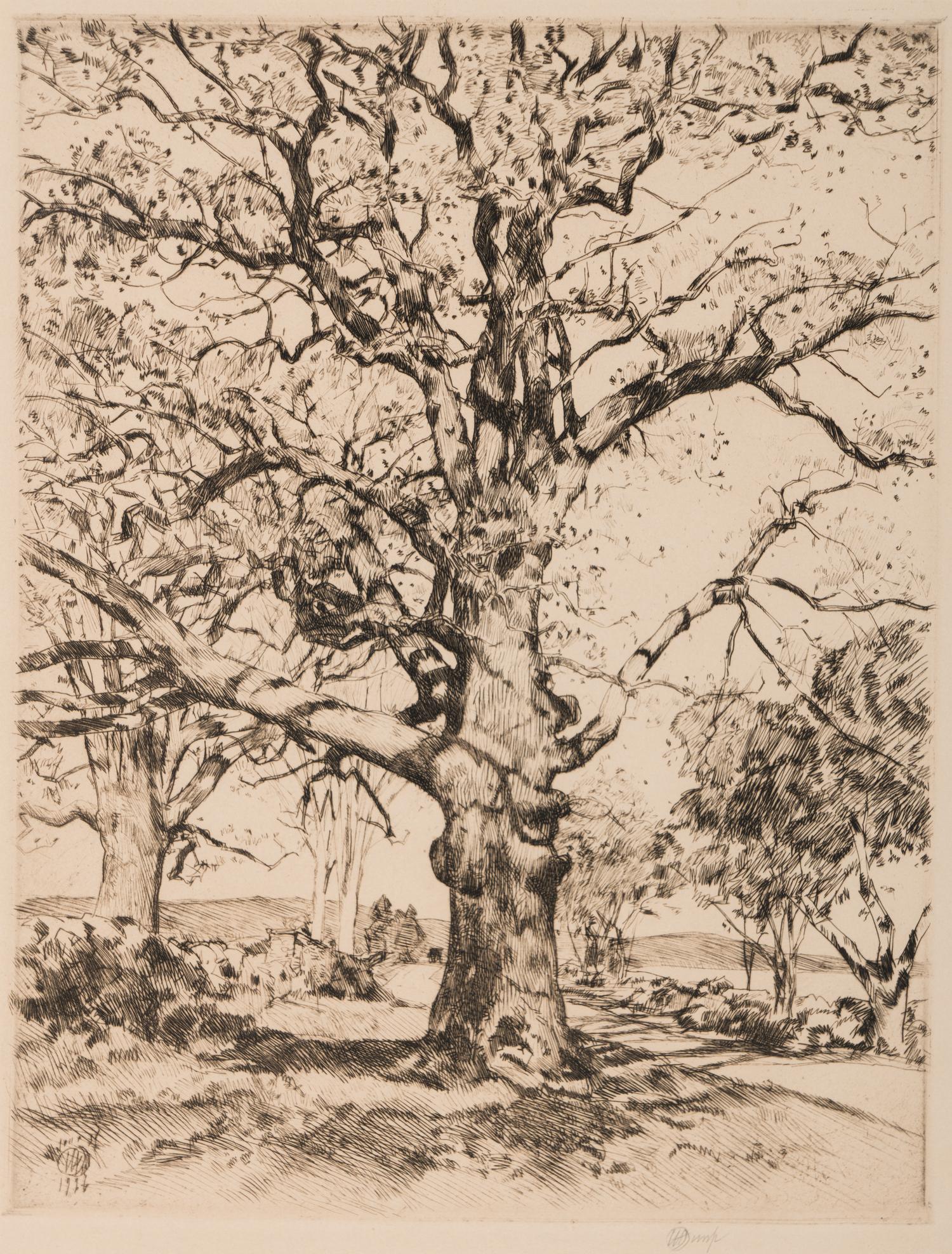 Wayside Inn—Oaks in Spring , 1926