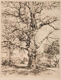 Wayside Inn—Oaks in Spring , 1926