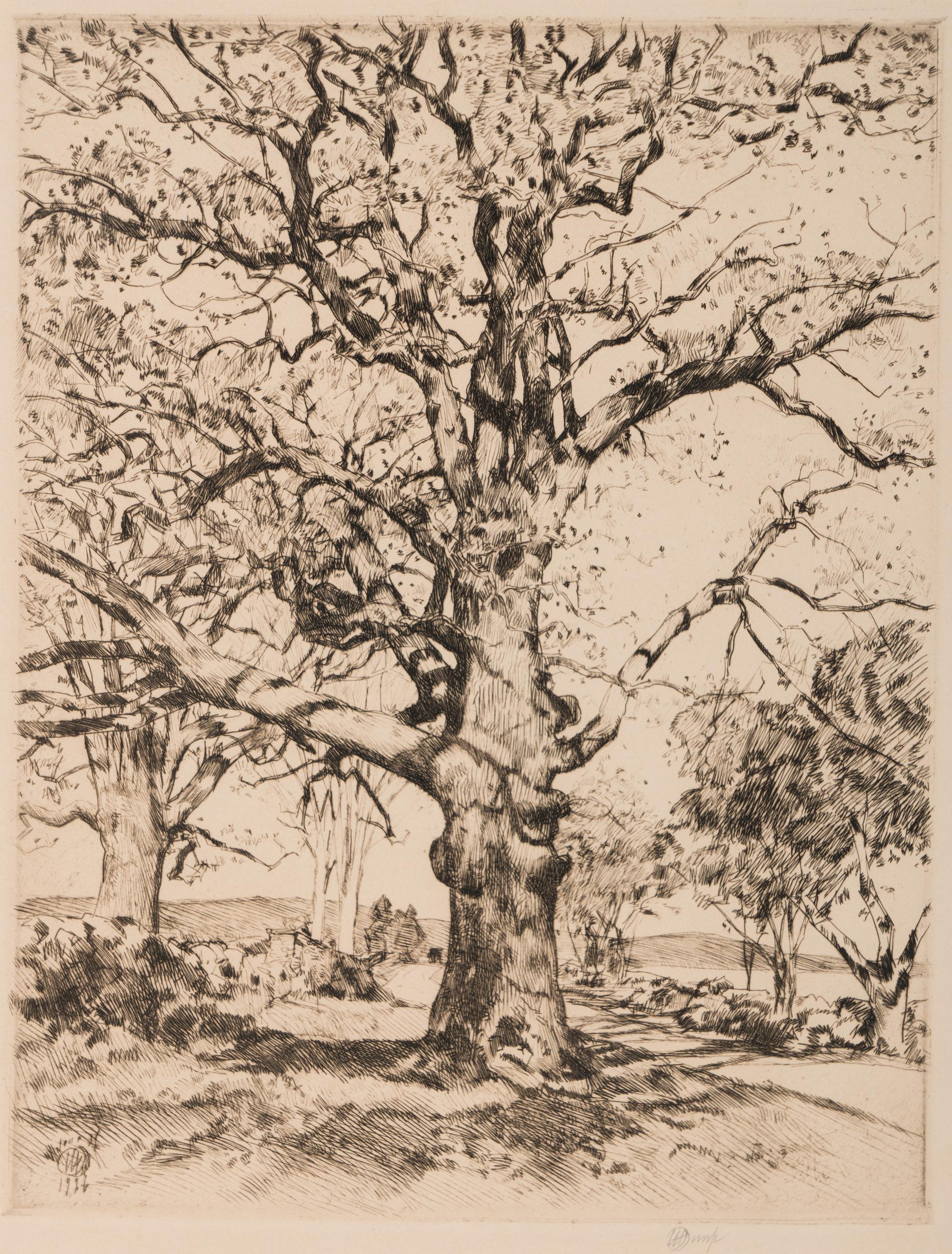 Wayside Inn—Oaks in Spring , 1926