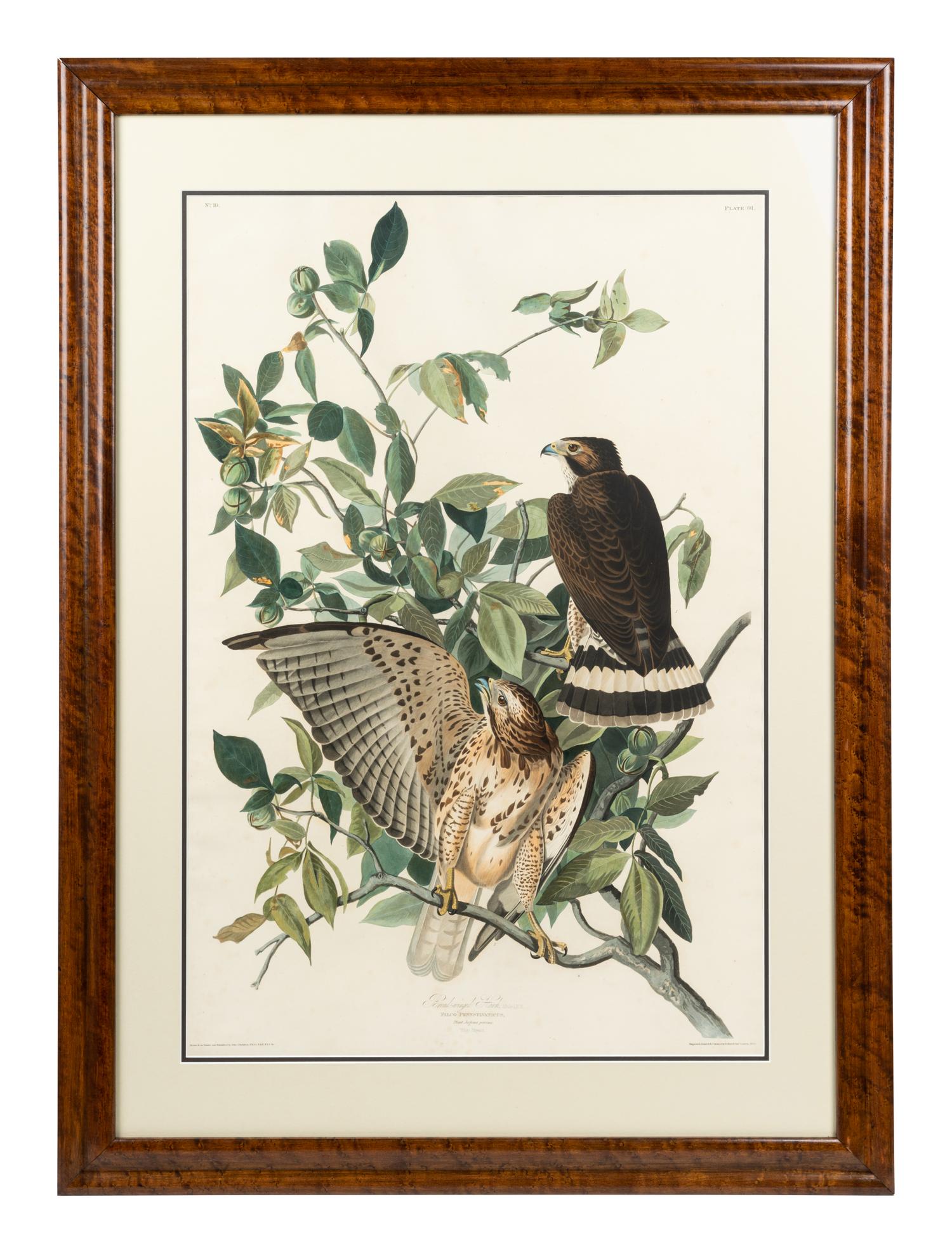 AUDUBON, John James (1785-1851) Broad-winged Hawk (Plate 91)