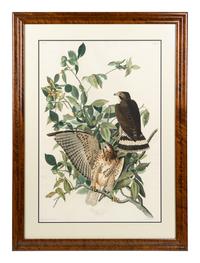AUDUBON, John James (1785-1851) Broad-winged Hawk (Plate 91)