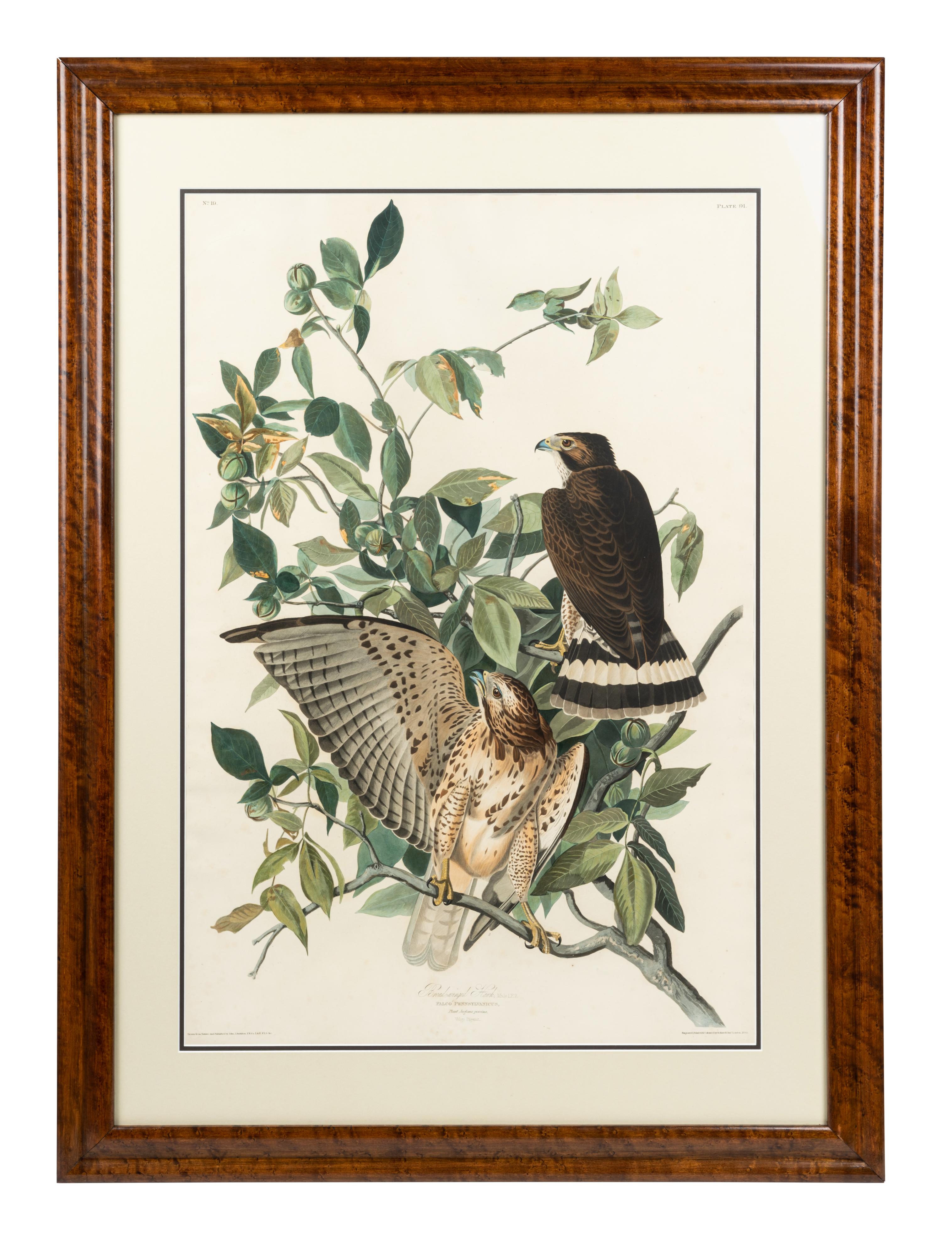 AUDUBON, John James (1785-1851) Broad-winged Hawk (Plate 91)