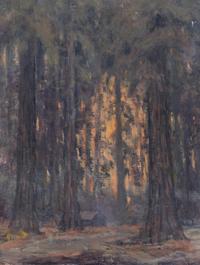 Redwoods Near Benbow
