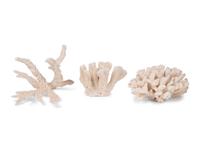 A Collection of Three White Coral Specimens