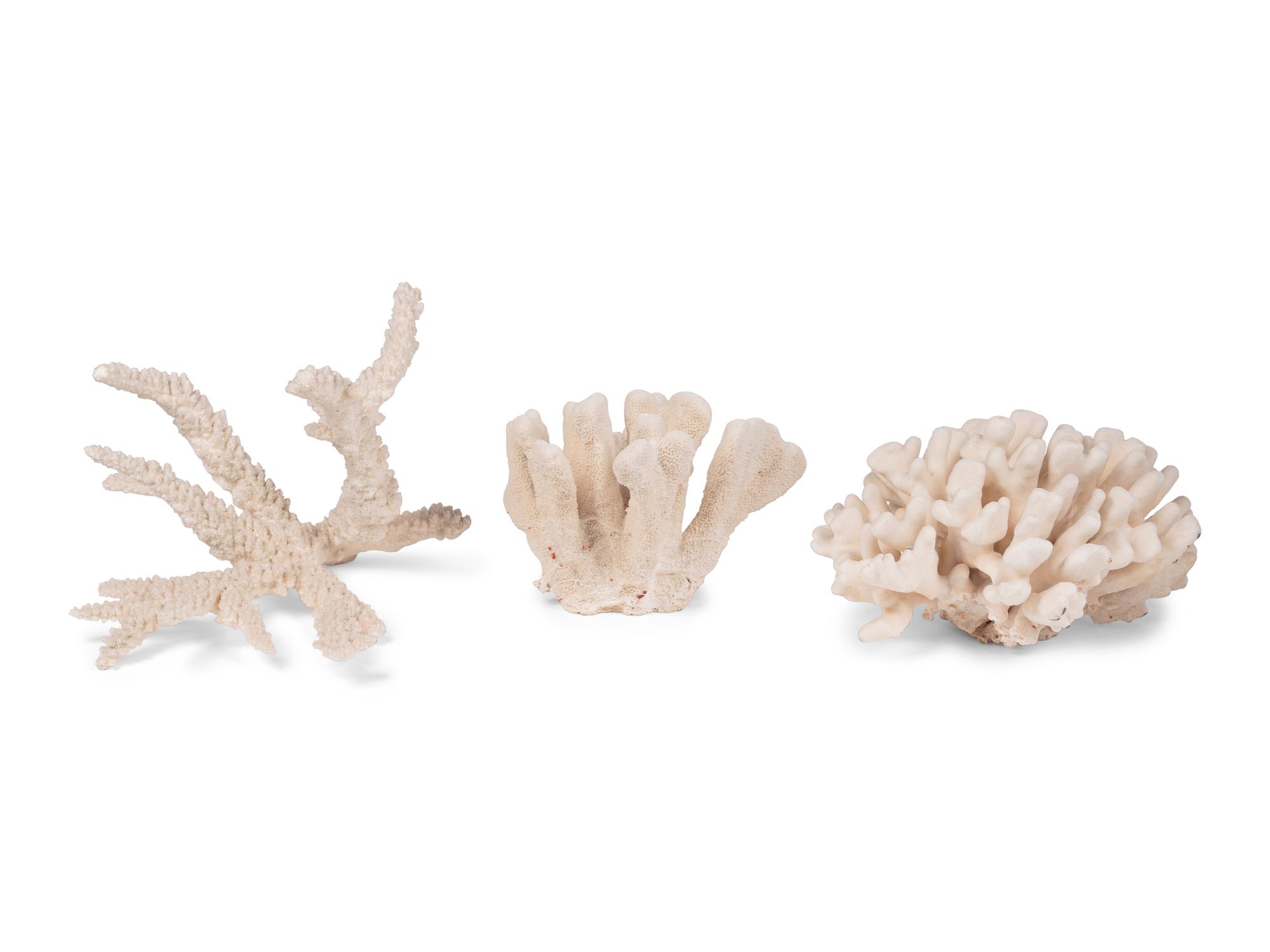 A Collection of Three White Coral Specimens