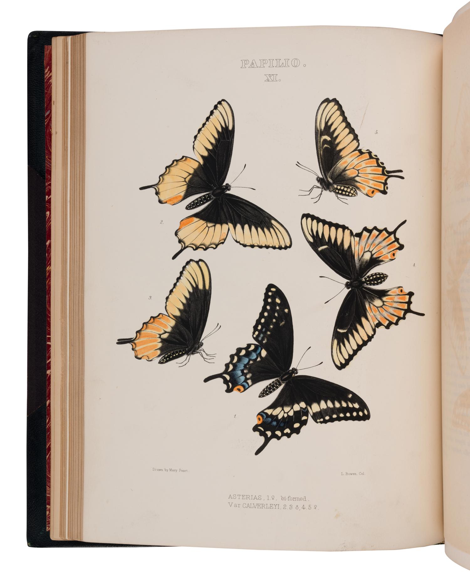 [NATURAL HISTORY]. EDWARDS, William Henry (1822-1909). The Butterflies of North America ... first, [-second] series . Boston and New York: The Riverside Press for Houghton Mifflin and Company, 1888, 1884.