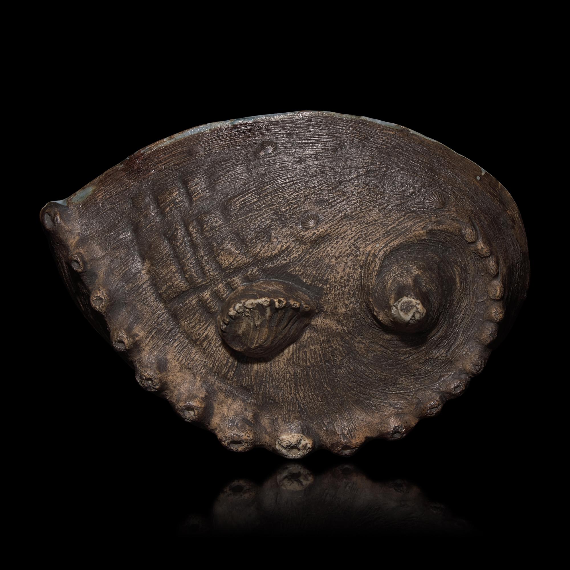 A Japanese Hirado Porcelain Abalone Shell-Shaped Dish, Meiji Period — 日本明治時代 平戶燒青花仿鮑魚花草圖碟