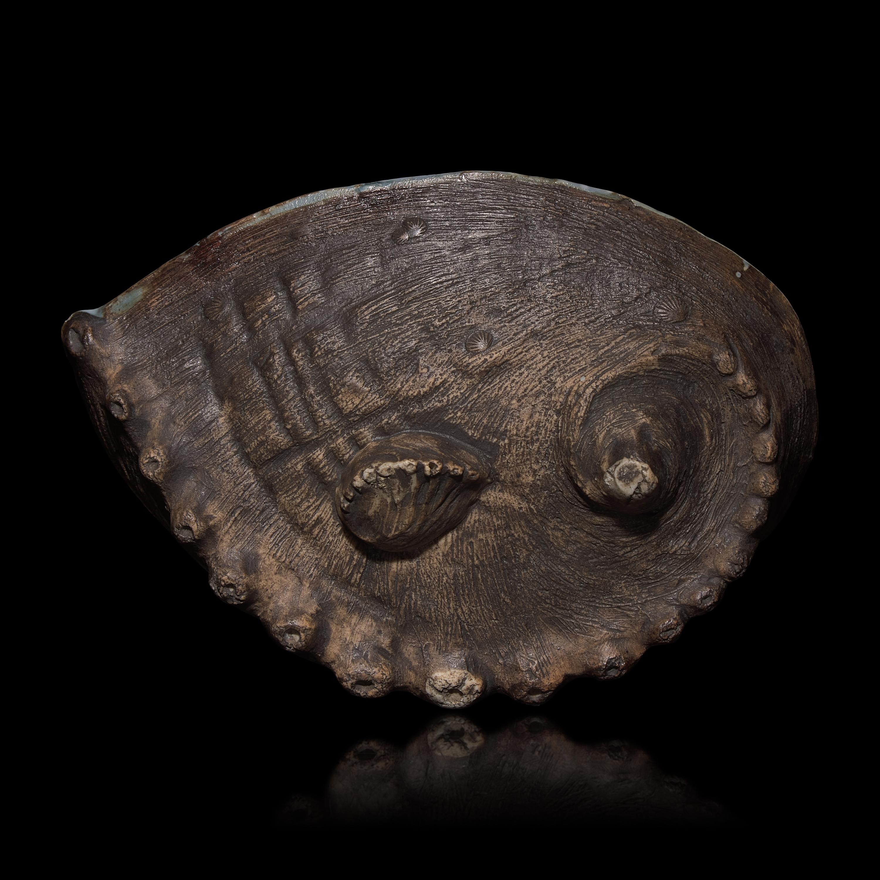 A Japanese Hirado Porcelain Abalone Shell-Shaped Dish, Meiji Period — 日本明治時代 平戶燒青花仿鮑魚花草圖碟