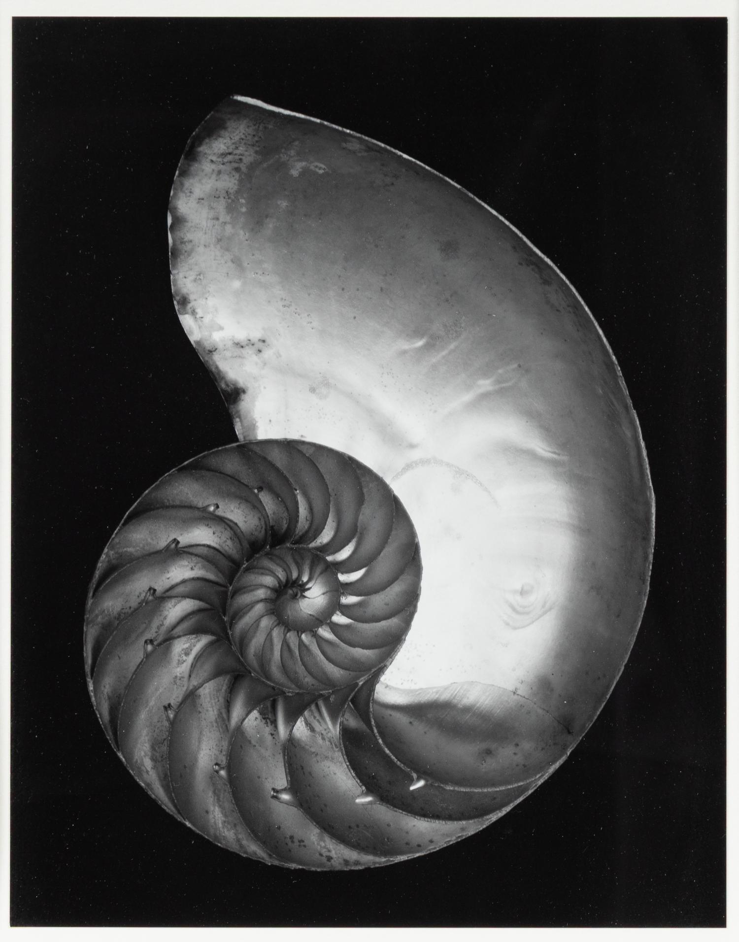 Shell , 1927; printed later by Cole Weston