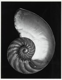 Shell , 1927; printed later by Cole Weston