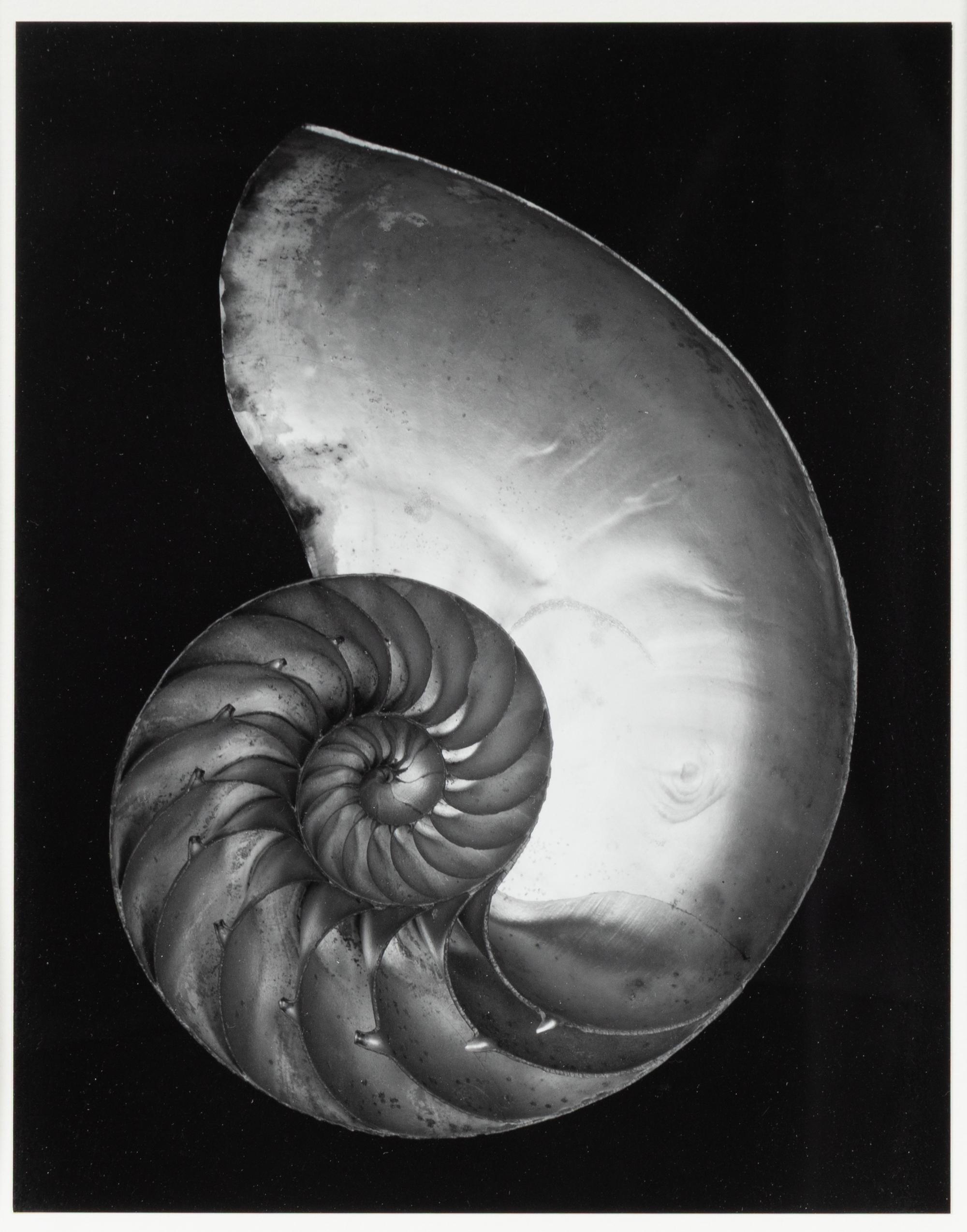 Shell , 1927; printed later by Cole Weston