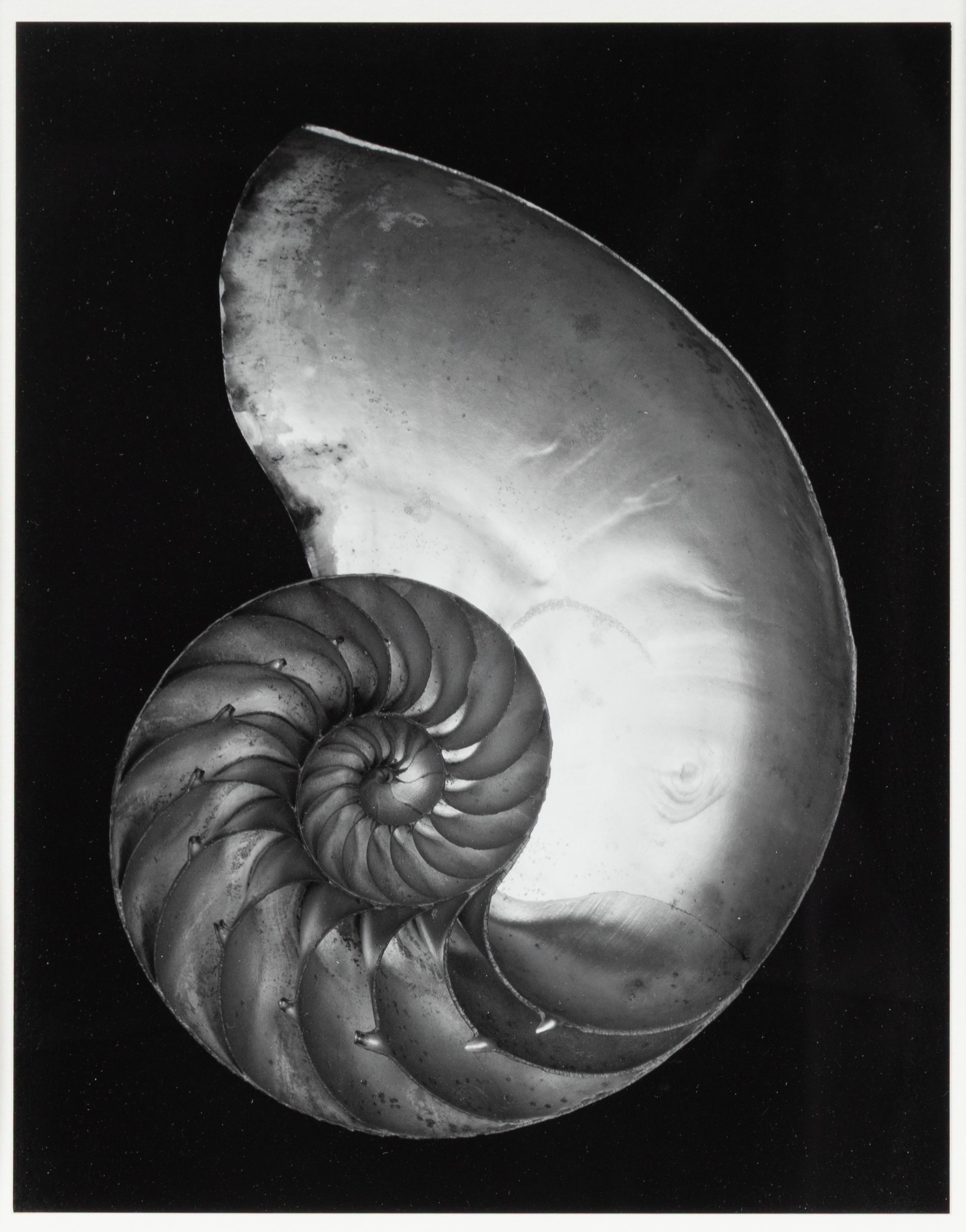 Shell , 1927; printed later by Cole Weston